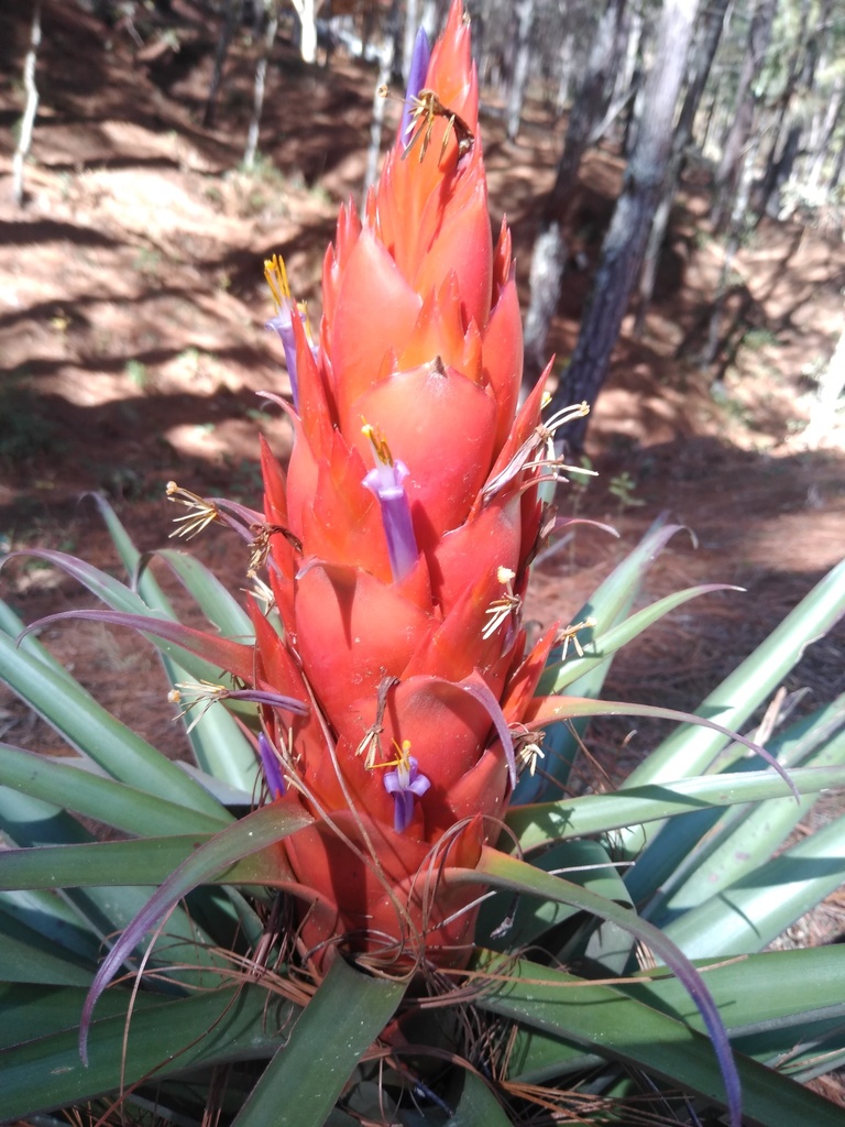 Clavel del aire