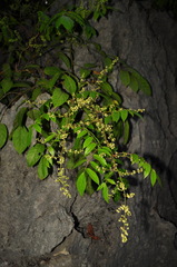 Pegia nitida