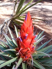 Tillandsia ponderosa