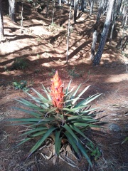 Tillandsia ponderosa