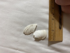 Zirfaea