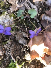 Viola hirsutula