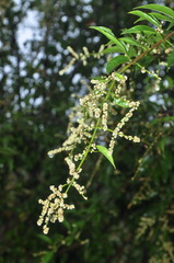 Sageretia gracilis