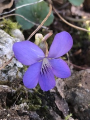 Viola hirsutula