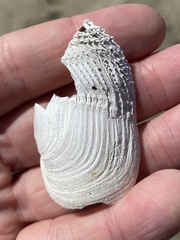 Zirfaea