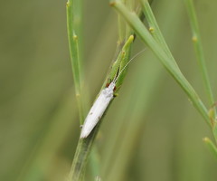 Asmicridea edwardsii