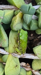 Ranoidea caerulea