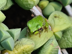 Ranoidea caerulea