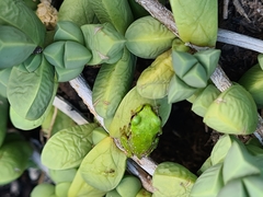 Ranoidea caerulea