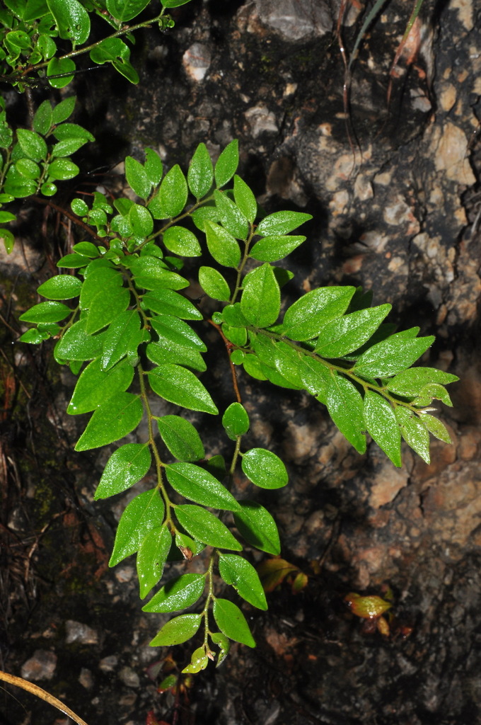 Diospyros dumetorum (Diospyros dumetorum)
