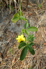 Jasminum mesnyi