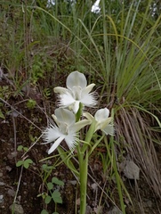Pecteilis susannae