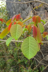 Triadica rotundifolia
