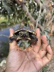 Malayemys macrocephala