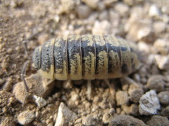 Porcellio ornatus