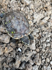 Malayemys macrocephala