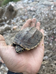 Malayemys macrocephala