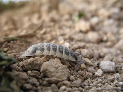 Porcellio ornatus