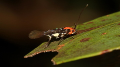 Coracistis erythrocosma