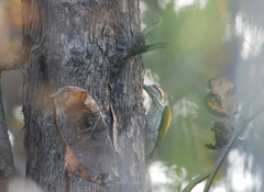 Chrysocolaptes festivus