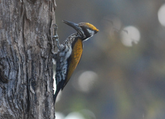 Chrysocolaptes festivus