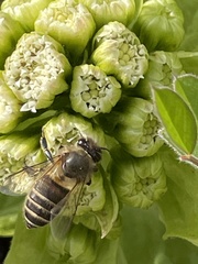 Apis cerana japonica