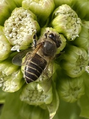 Apis cerana japonica
