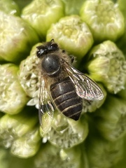 Apis cerana japonica