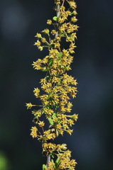 Spiraea yunnanensis