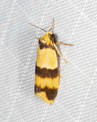 Stenoscaptia venusta