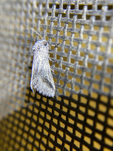 iNaturalist observation photo of Oxycnemis fusimacula