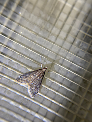 iNaturalist observation photo of Frosted Pyrausta