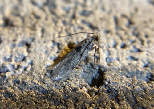 iNaturalist observation photo of Butterflies and Moths