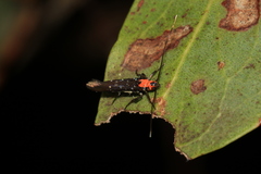 Coracistis erythrocosma