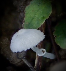 Leucocoprinus cygneus
