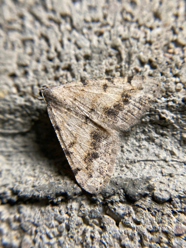 iNaturalist observation photo of Creosote Moth