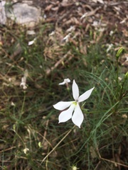 Lithotoma anethifolia