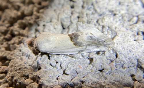 iNaturalist observation photo of Ponometia