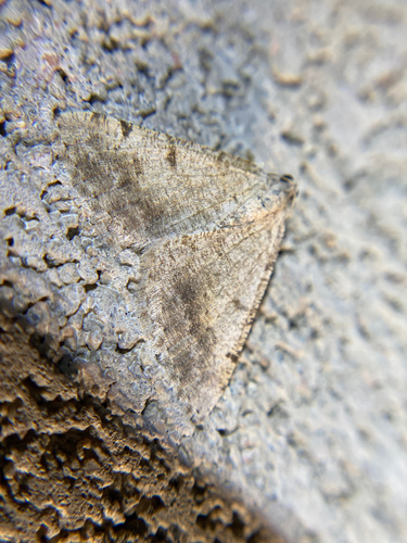 iNaturalist observation photo of Creosote Moth