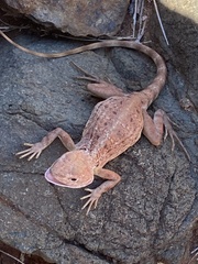 Ctenophorus caudicinctus
