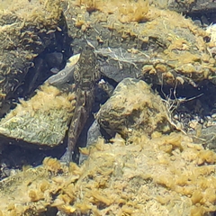 Gobiomorphus breviceps