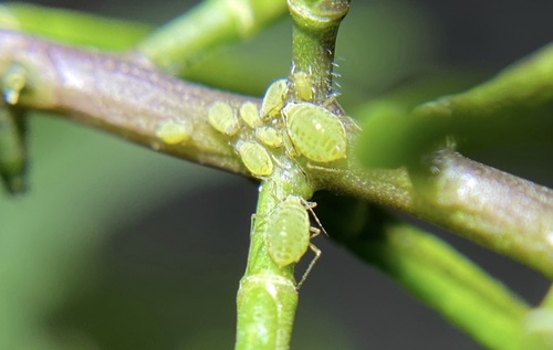 iNaturalist observation photo of Turnip Aphid
