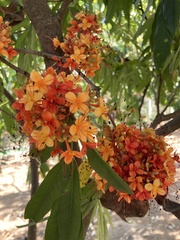 Saraca
