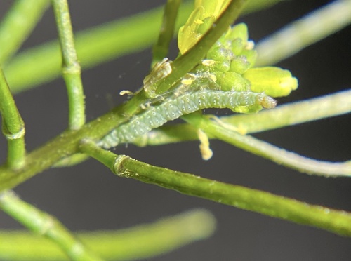 iNaturalist observation photo of Butterflies and Moths