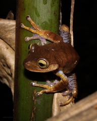 Bokermannohyla hylax