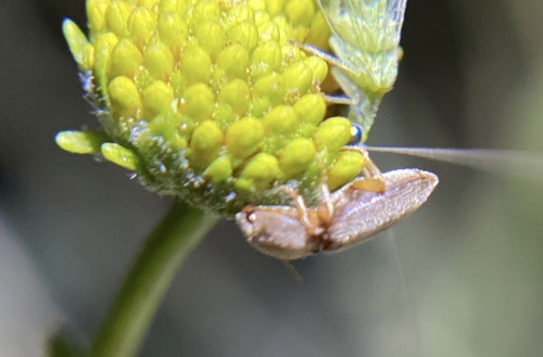 iNaturalist observation photo of Cardiophorinae