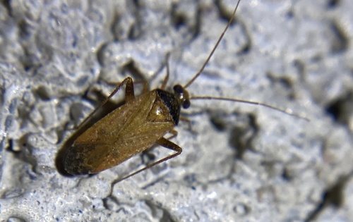 iNaturalist observation photo of Brown Creosote Phytocoris