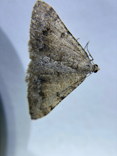 iNaturalist observation photo of Creosote Moth