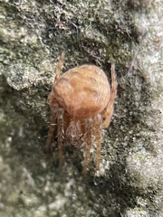 Araneus triguttatus