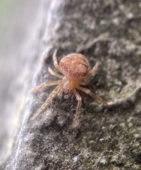 Araneus triguttatus